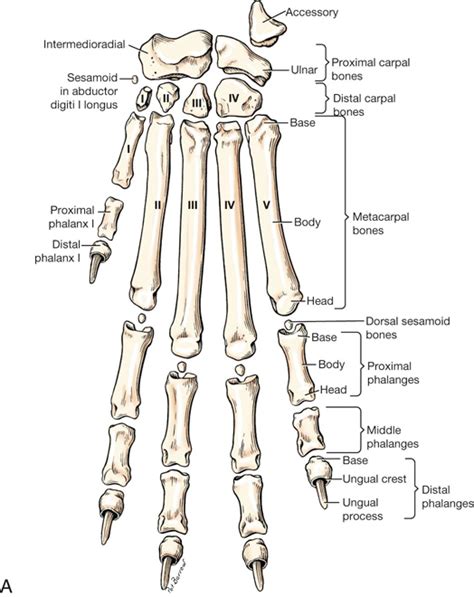 Canine Phalanges .